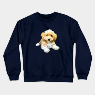 Golden doodle labradoodle cavoodle cavapoo poodle mix Crewneck Sweatshirt